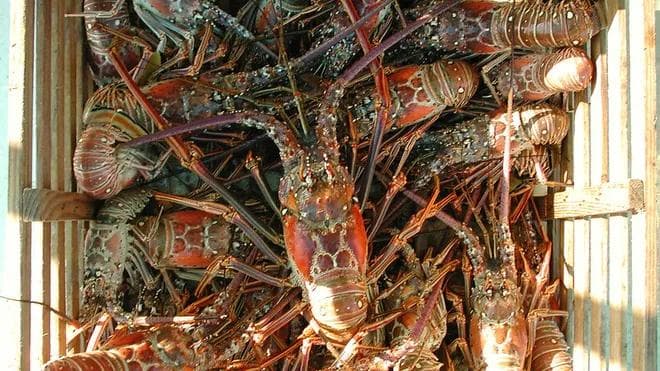 Florida Spiny Lobster Season